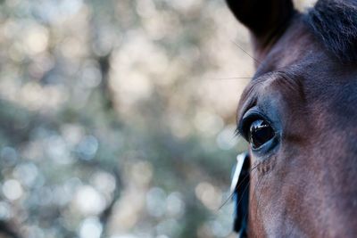 Close-up portrait of horse