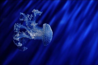 Close-up of frozen water at night