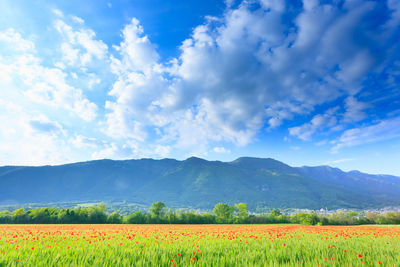 Scenic view of agricultural field against sky