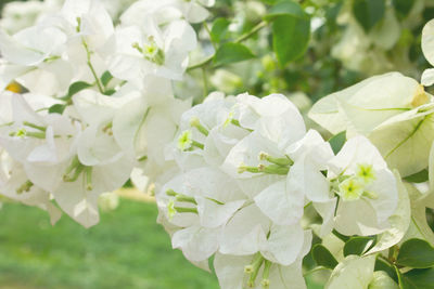 Close-up of white flowering plant