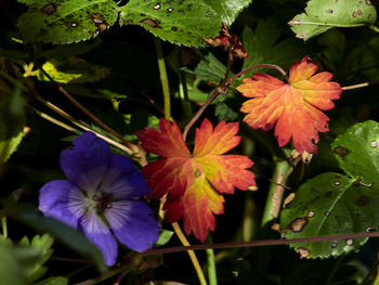 Close-up of purple flowering plant leaves