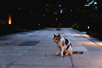 Cat on footpath at night