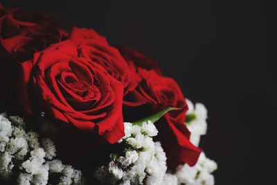 Close-up of red roses against black background
