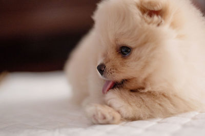 Close-up portrait of a small light brown pomeranian puppy