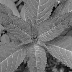 Close-up of leaves