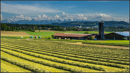 Scenic view of agricultural field against sky