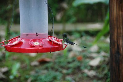 One of the smallest hummingbirds species chilling for all of about 3 seconds on the feeder.