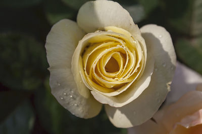 Close-up of white rose