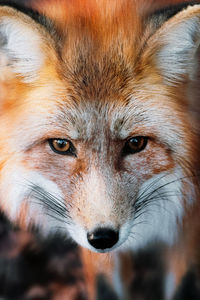 Close-up portrait of a fox