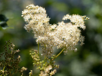 Close-up of white flowering plants during winter