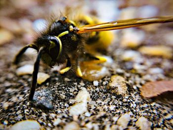 Close-up of bee