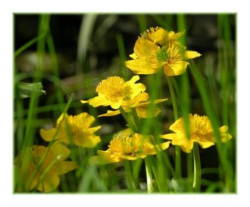 Close-up of yellow flower