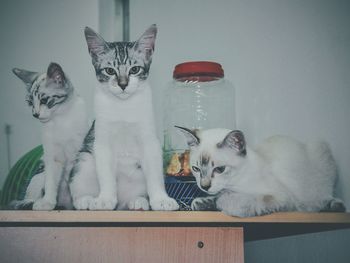 Portrait of kitten sitting by cat