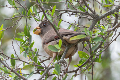 Low angle view of bird perching on tree