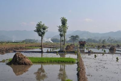 Paddy rice