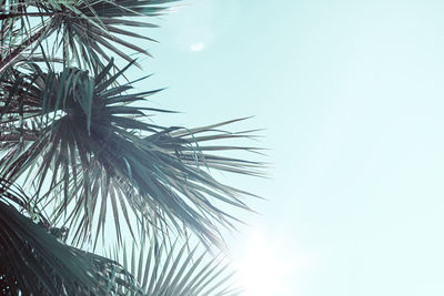 Low angle view of palm tree against sky