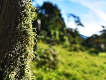 Close-up of tree trunk against sky