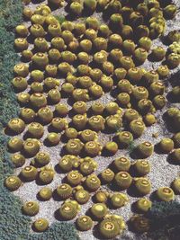 Full frame shot of cactus