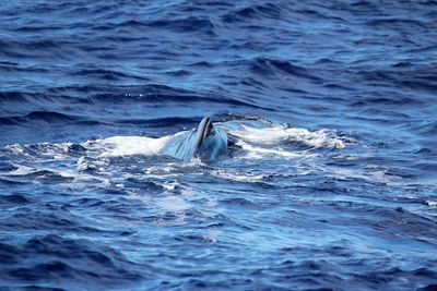 Close-up of whale swimming in sea