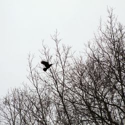 Low angle view of bird flying against sky