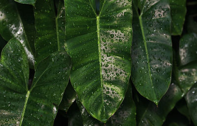 Full frame shot of wet leaves