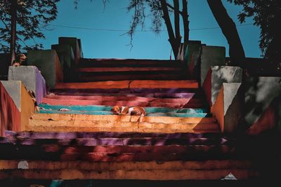 View of a dog looking away