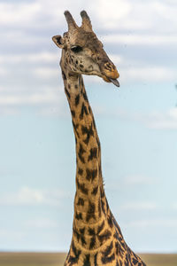 View of a giraffe