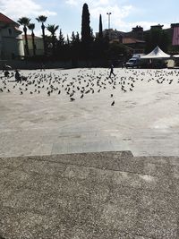 Birds flying over beach against sky