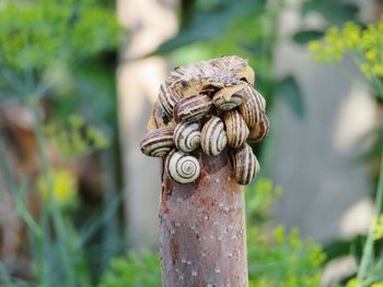 Close-up of lizard on wooden post