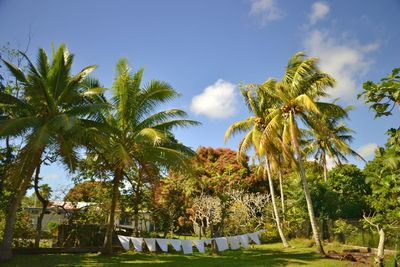 Palm trees in park against sky