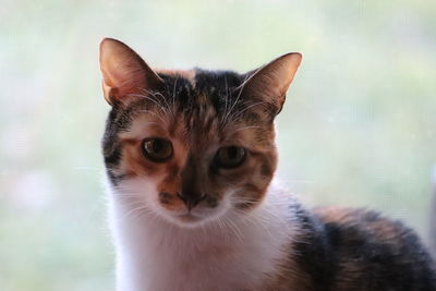 Close-up portrait of a cat