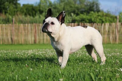 Dog standing on grass