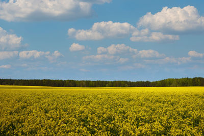 Scenic view of oilseed rape field against sky