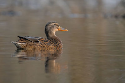 Duck swimming in lake