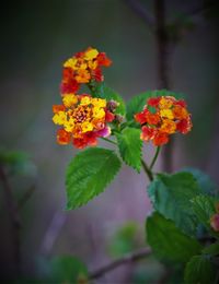 Close-up of yellow flowering plant