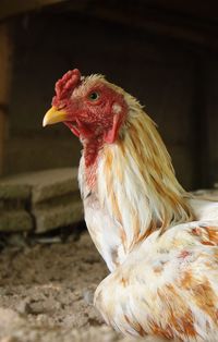 Close-up of rooster