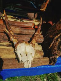 Close-up of animal skull