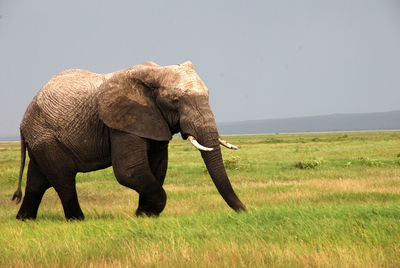 Elephant on landscape against sky