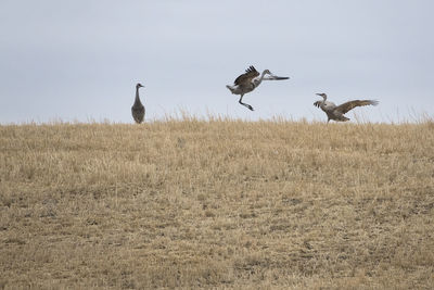 Birds flying over field against sky