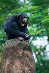 Monkey sitting on a tree