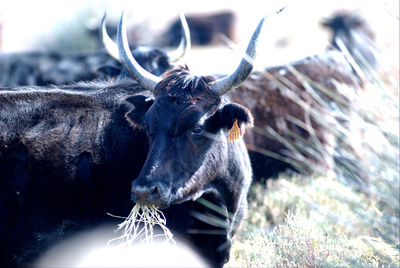 Close-up of horse