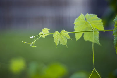 Close-up of fresh green plant