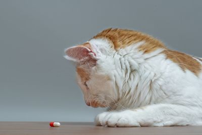 Close-up of a cat on table