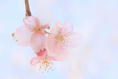 Close-up of pink flowers against sky