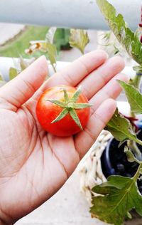 Close-up of hand holding fruit