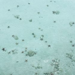 High angle view of starfish on beach
