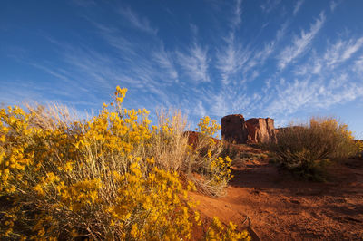 Yellow flowers against cloudy sky