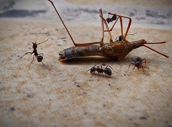 Close-up of ant