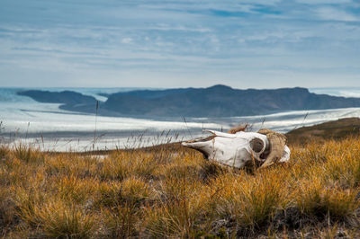 Panoramic shot of animal on field against sky