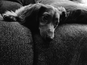 Close-up portrait of dog at home